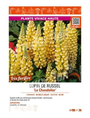 LUPIN DE RUSSEL LE CHANDELIER
