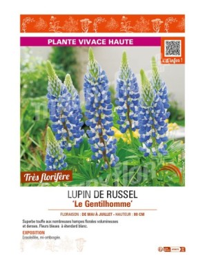 LUPIN DE RUSSEL LE GENTILHOMME