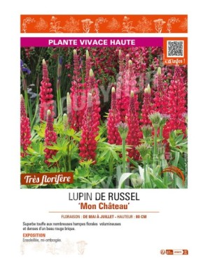 LUPIN DE RUSSEL MON CHÂTEAU