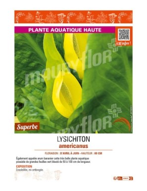 LYSICHITON AMERICANUS