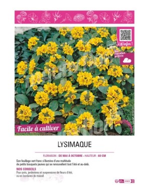 LYSIMACHIA