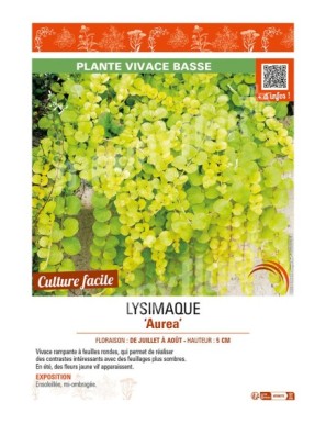 LYSIMACHIA AUREA
