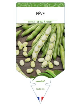 FÈVE