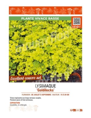 LYSIMACHIA GOLDILOCKS