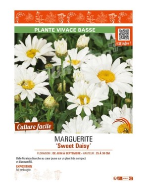 MARGUERITE SWEET DAISY