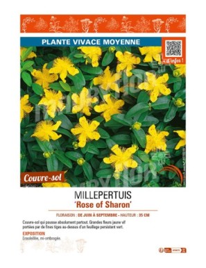 MILLEPERTUIS ROSE OF SHARON
