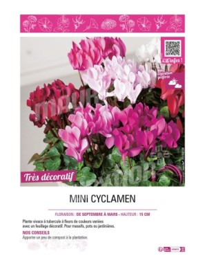 MINI CYCLAMEN