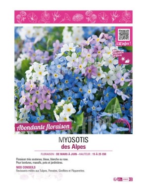 MYOSOTIS DES ALPES