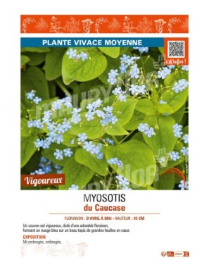 MYOSOTIS DU CAUCASE