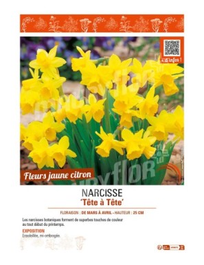 NARCISSE TÊTE À TÊTE