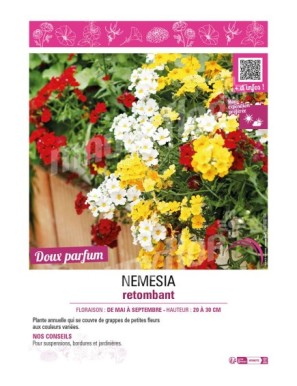 NEMESIA RETOMBANT