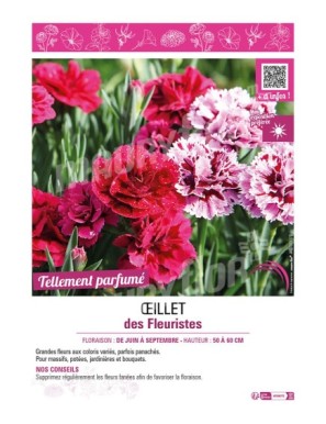 OEILLET DES FLEURISTES