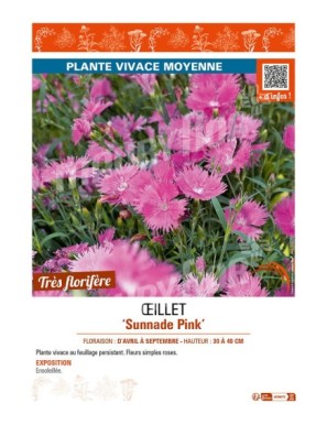 ŒILLET SUNNADE PINK