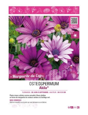 OSTEOSPERMUM AKILA