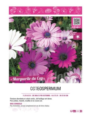 (OSTEOSPERMUM) MARGUERITE DU CAP