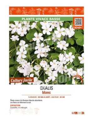 OXALIS (ARTICULATA) BLANC