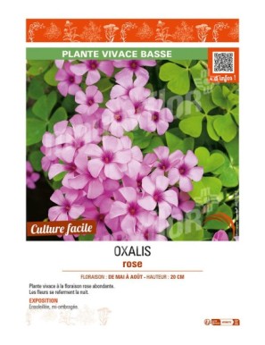OXALIS (ARTICULATA) ROSE