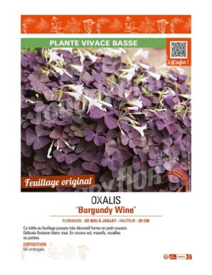 OXALIS BURGUNDY WINE