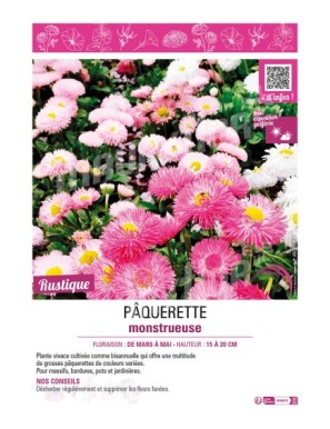 PÂQUERETTE MONSTRUEUSE