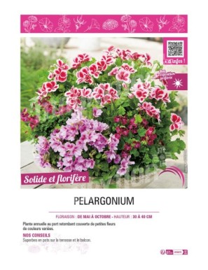 PELARGONIUM