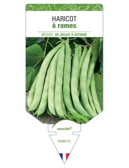 HARICOT À RAMES