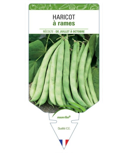 HARICOT À RAMES