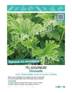 PELARGONIUM CITRONELLA