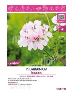 PELARGONIUM FRAGRANS