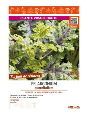 PELARGONIUM QUERCIFOLIUM