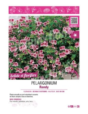 PELARGONIUM RANDY