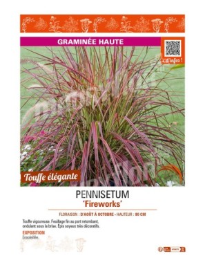 PENNISETUM FIREWORKS