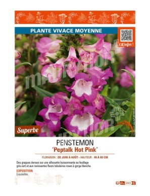 PENSTEMON PEPTALK HOT PINK