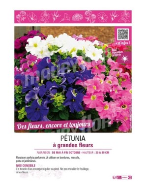 PÉTUNIA À GRANDES FLEURS