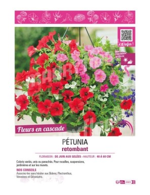 PÉTUNIA RETOMBANT