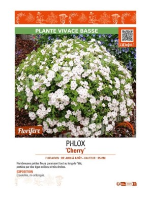 PHLOX CHERRY