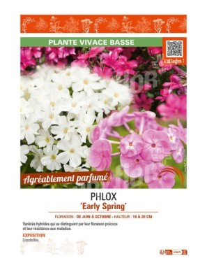 PHLOX EARLY SPRING