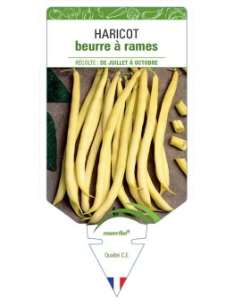 HARICOT BEURRE À RAMES