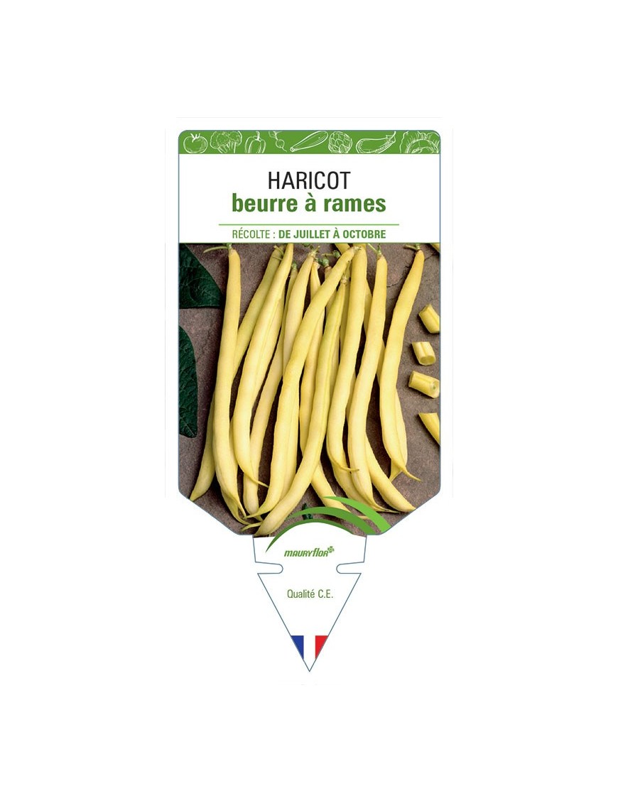 HARICOT BEURRE À RAMES