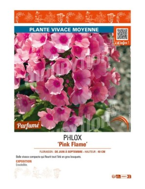 PHLOX PINK FLAME