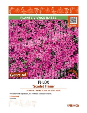PHLOX SCARLET FLAME