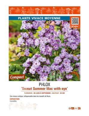 PHLOX SWEET SUMMER LILAC WITH EYE