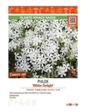 PHLOX WHITE DELIGHT