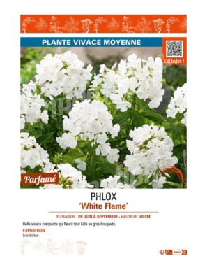 PHLOX WHITE FLAME