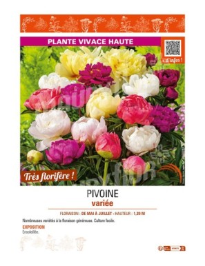 PIVOINE (variée)