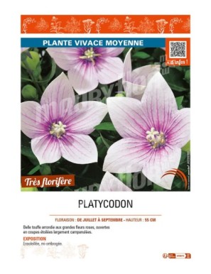 PLATYCODON (varié)