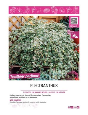 PLECTRANTHUS