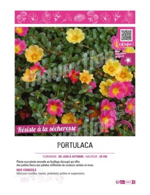 PORTULACA