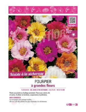 POURPIER À GRANDE FLEUR (varié)