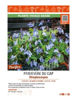 PRIMEVÈRE DU CAP STREPTOCARPUS