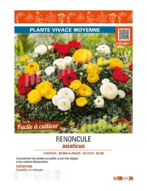 RENONCULE ASIATICUS (varié)